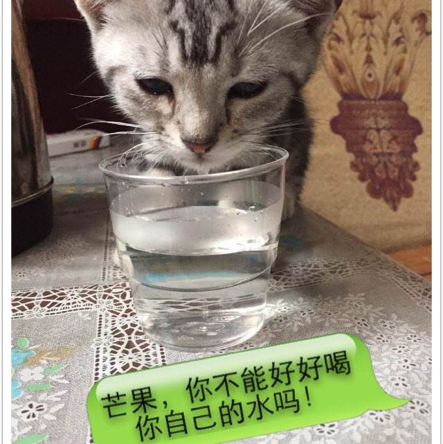 高仿佛蒙特州驾驶证